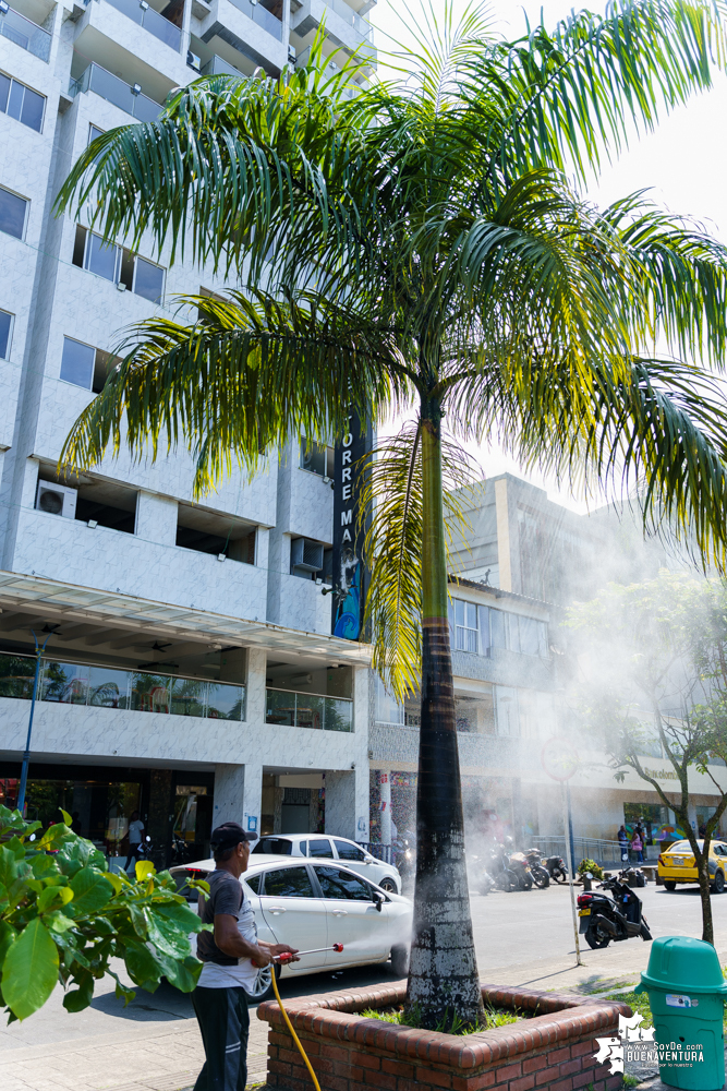 La Fundación Ideas Bahía de la Cruz dio inicio a la fumigación de las palmas y árboles en el Malecón de Buenaventura