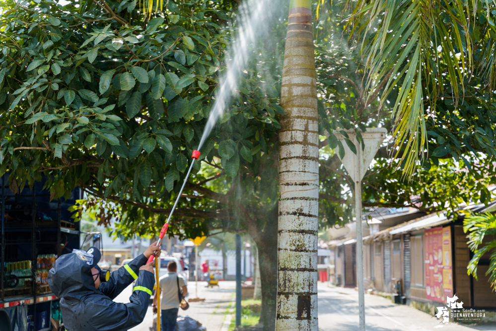 La Fundación Ideas Bahía de la Cruz dio inicio a la fumigación de las palmas y árboles en el Malecón de Buenaventura
