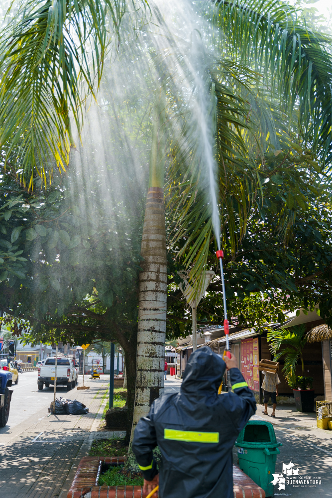 La Fundación Ideas Bahía de la Cruz dio inicio a la fumigación de las palmas y árboles en el Malecón de Buenaventura