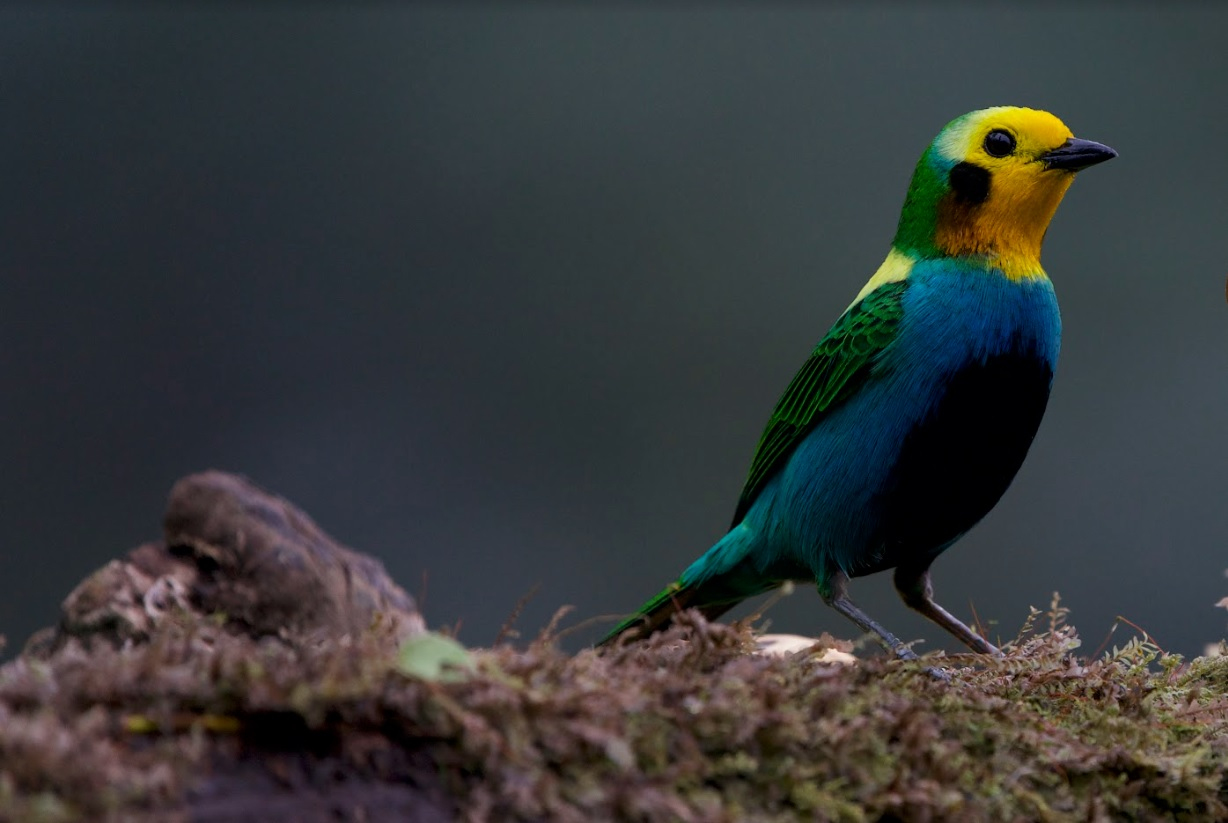 Colombia Birdfair 2023 tendrá avistamiento de aves en el Valle del Cauca y 3 departamentos