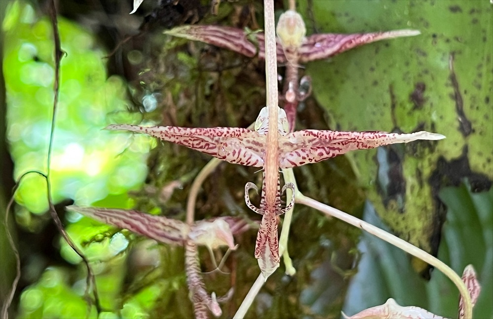 Nueva especie de orquídea es descubierta en Buenaventura