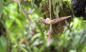 Nueva especie de orquídea es descubierta en Buenaventura
