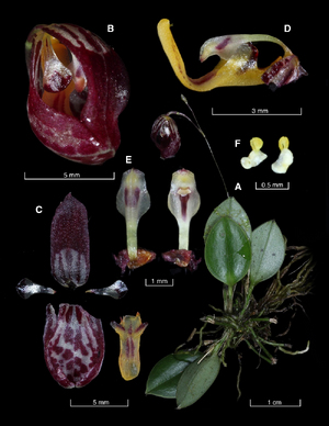 Nueva especie de orquídea es descubierta en Buenaventura