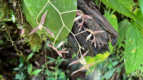 Nueva especie de orquídea es descubierta en Buenaventura