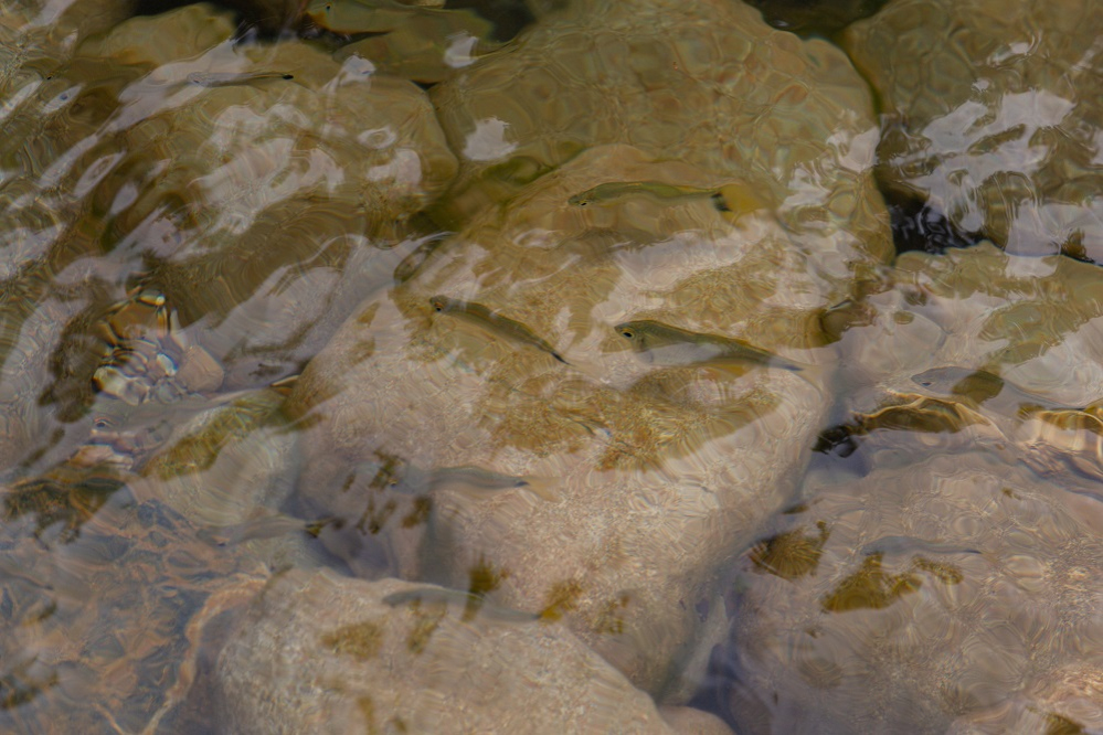 Conozca el sorprendente acuario natural de San Cipriano
