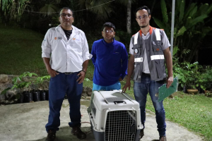 Equipo Biótico de la Concesionaria Unión Vial Camino del Pacífico, rescata Boa Imperator sobre el corredor vial Buenaventura-Loboguerrero-Buga