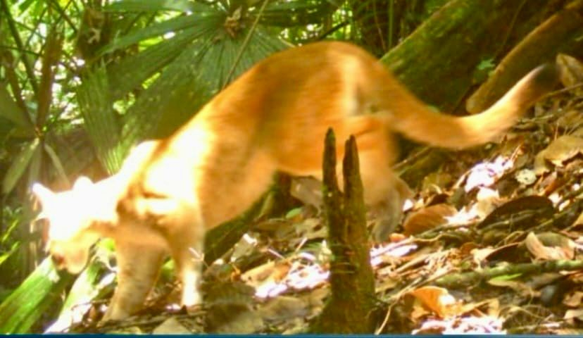Con cámaras trampa fueron captados los dos más grandes felinos de las américas en zona rural de Buenaventura 