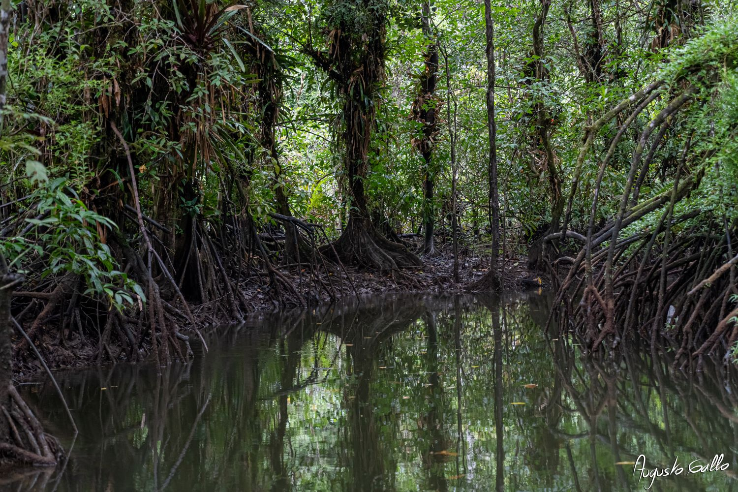 Desde la Cancillería explicamos qué es la COP16 del Convenio sobre Diversidad Biológica y por qué es tan importante para Colombia