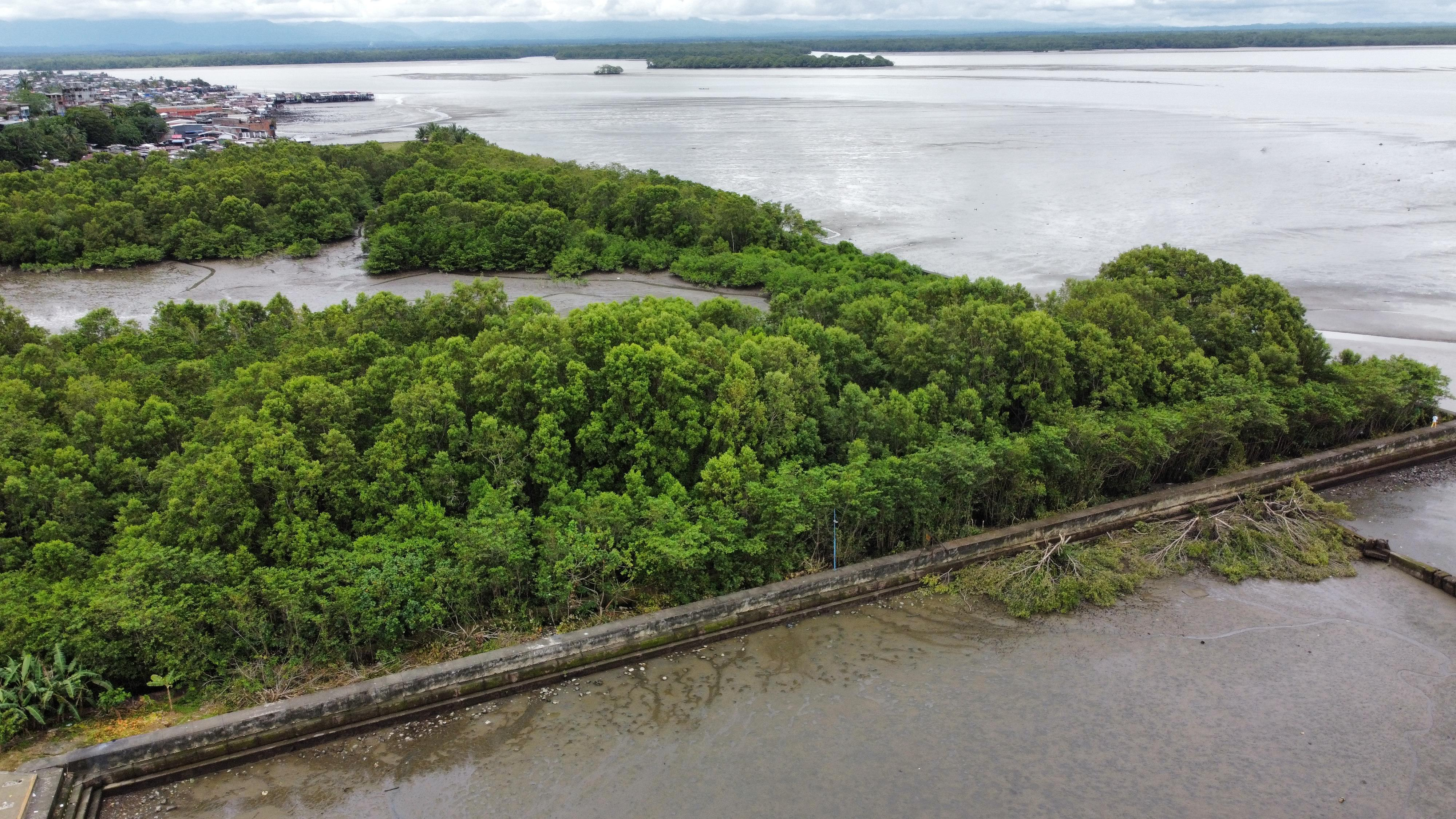 El Establecimiento Público Ambiental de Buenaventura verifica aprovechamiento ilegal de mangle en el malecón Bahía de la Cruz