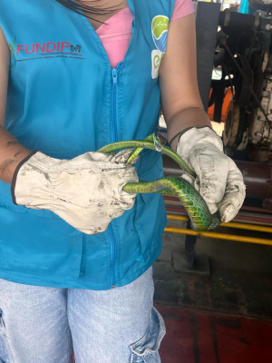 El EPA Buenaventura emite llamado preventivo por presencia de serpientes en temporada de lluvias