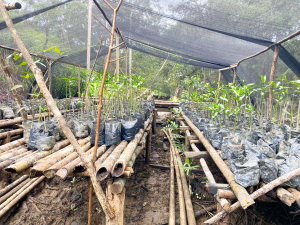 El EPA Buenaventura restauró 20 hectáreas de manglar en la comunidad de Papagayo