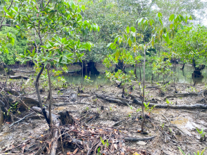 El EPA Buenaventura restauró 20 hectáreas de manglar en la comunidad de Papagayo