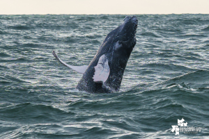 Buenaventura se consolida como destino seguro y sostenible para el avistamiento de ballenas