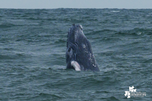 Buenaventura se consolida como destino seguro y sostenible para el avistamiento de ballenas