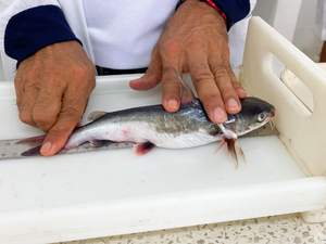 Microplásticos y residuos plásticos amenazan los ecosistemas marino-costeros de Buenaventura, revela estudio del EPA