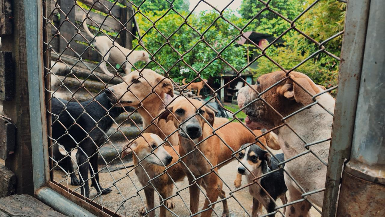 La Administración Distrital refuerza acciones de bienestar animal en albergues de Buenaventura