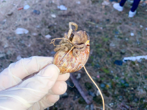 EPA Buenaventura lidera jornadas de control y educación sobre el caracol africano en cinco comunas del Distrito