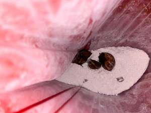 EPA Buenaventura lidera jornadas de control y educación sobre el caracol africano en cinco comunas del Distrito