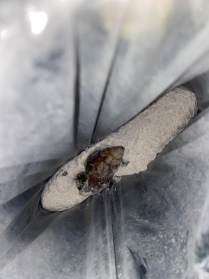 EPA Buenaventura lidera jornadas de control y educación sobre el caracol africano en cinco comunas del Distrito