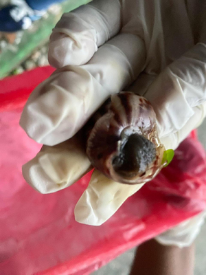 EPA Buenaventura lidera jornadas de control y educación sobre el caracol africano en cinco comunas del Distrito