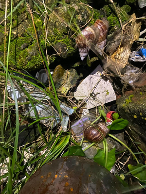 EPA Buenaventura lidera jornadas de control y educación sobre el caracol africano en cinco comunas del Distrito