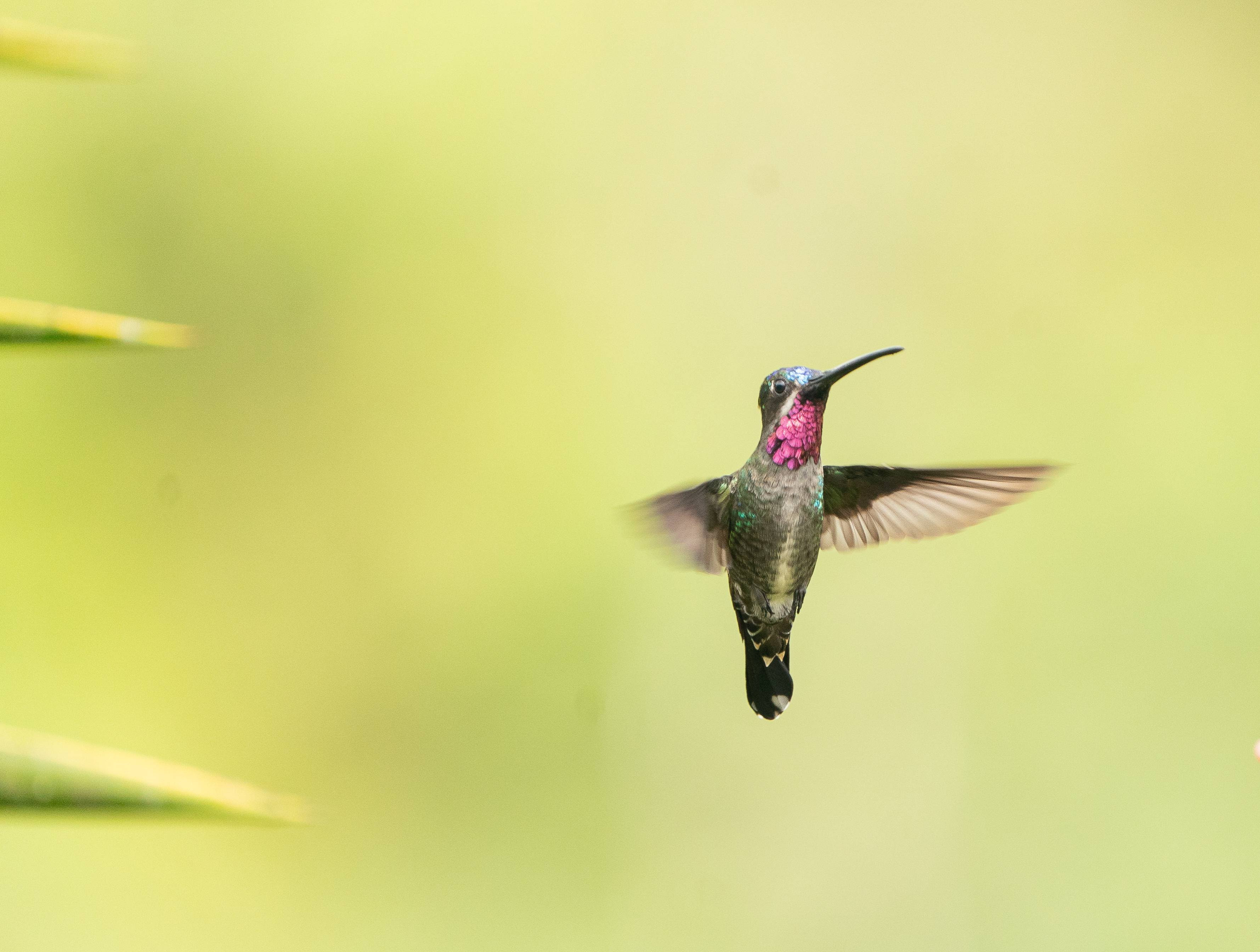 Colombia Birdfair 2026 abre su agenda al p&uacute;blico con actividades gratuitas en Cali