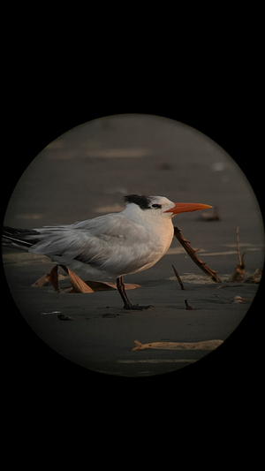Buenaventura se suma a proyecto internacional de monitoreo de aves playeras migratorias