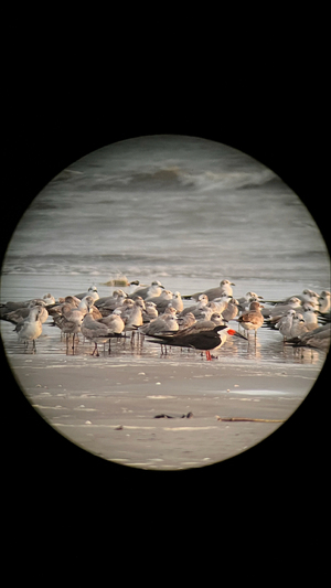 Buenaventura se suma a proyecto internacional de monitoreo de aves playeras migratorias
