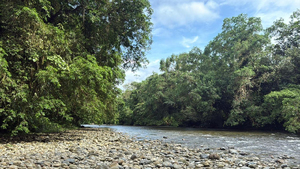 San Cipriano, modelo de conservaci&oacute;n ambiental y ecoturismo en el Pac&iacute;fico colombiano