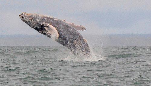 Fue oficializado el avistamiento de ballenas