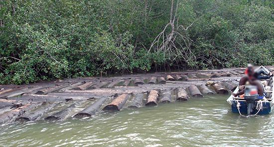 Incautada madera talada ilegalmente