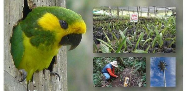 EPSA adelanta el proyecto m&aacute;s grande de conservaci&oacute;n del &aacute;rbol nacional de Colombia y h&aacute;bitat del loro orejiamarillo