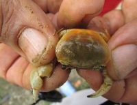 Programa de Acuicultura de Unipacífico consolida sus procesos de investigación sobre especies marinas y  de agua dulce