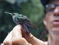 Docente de la Unipacífico adelanta estudio sobre la avifauna en Sacarías y en el área boscosa del campus universitario