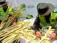 No toleraremos el tráfico de palma de cera y especies silvestres: Policía Nacional