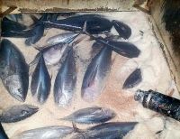 Autoridad de pesca certificó 70 toneladas de pesca ilegal transportada en el  buque “Cabo de Hornos”