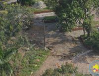 Concejales solicitan explicación sobre tala de árboles en obras del Malecón Bahía de la Cruz