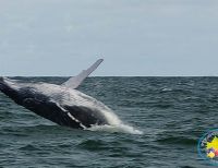 Inició la temporada de avistamiento de ballenas