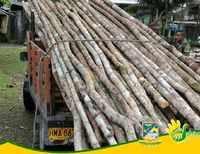 Policía incauta madera sin salvoconducto y la pone a disposición del EPA