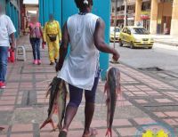 Podrían estarse encogiendo los peces debido al cambio climático