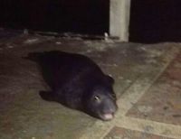 León marino apareció en playa de Piangúita y CVC pide no molestar al animal