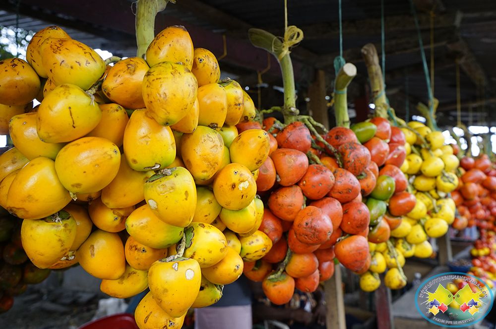 En Buenaventura se implementa control biológico para proteger cultivos de chontaduro