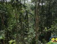 33 Autoridades Ambientales ya están implementando los instrumentos de gobernanza forestal en Colombia