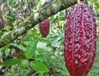 4.000 semillas de cacao fueron entregadas a agricultores de Sabaletas en Buenaventura