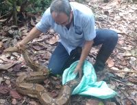 CVC liberó en zona boscosa de Buenaventura 51 animales que estaban en cautiverio