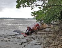 Cerca de la zona portuaria hallaron ballena muerta en la bahía de Buenaventura