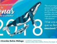 Dimar invita a apreciar la temporada de avistamiento de ballenas: “Concierto de amor en el Pacífico”