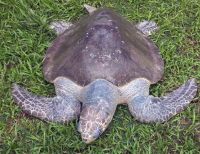 Biólogos de la Dimar apoyaron rescate de tortuga Golfina en Tumaco