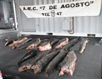 Frenan pesca ilegal y depredadora en el pacifico sur colombiano