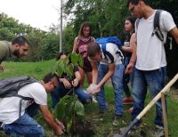 Univallunos sembraron más de un centenar de árboles en Zarzal